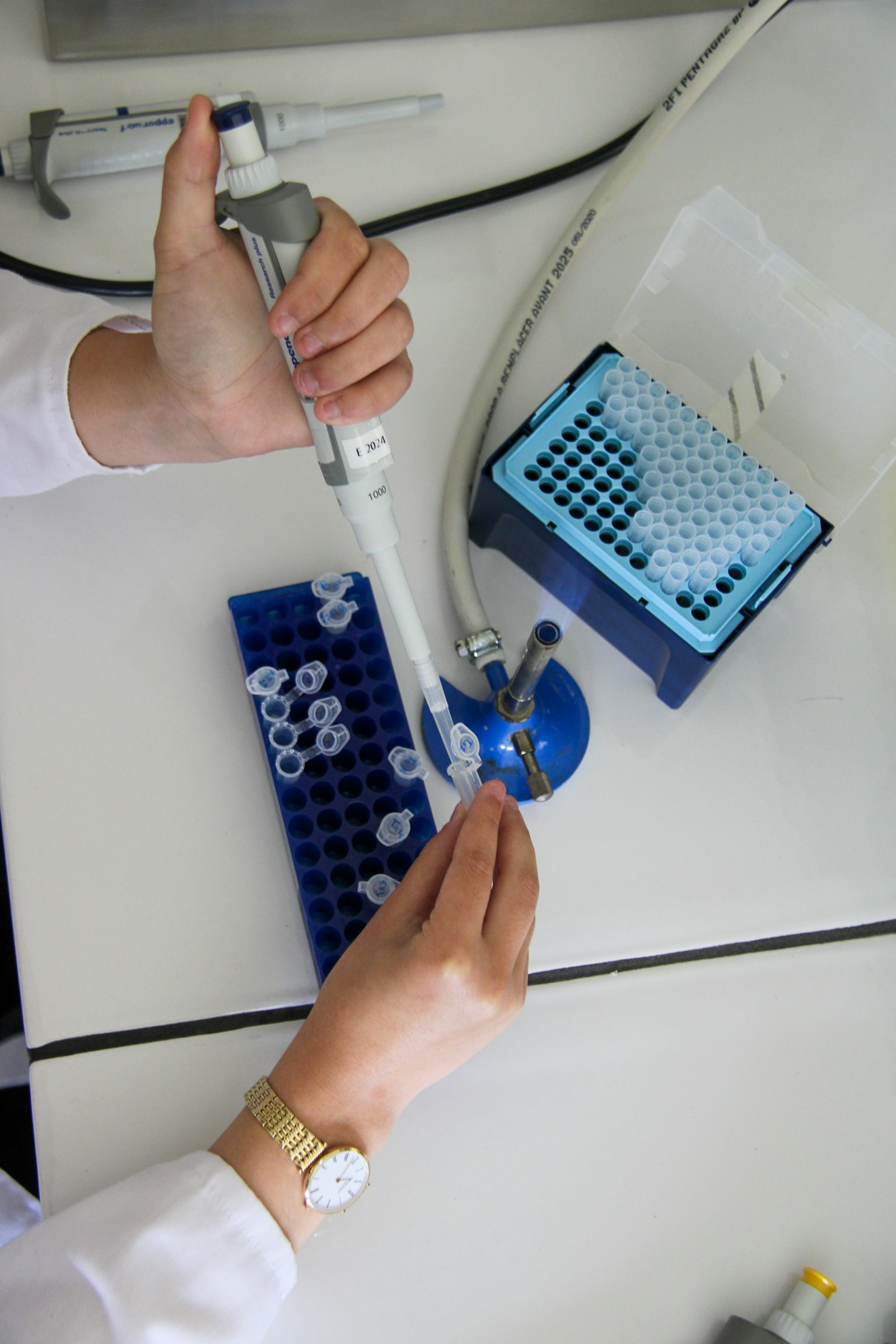 A researcher using a micropipette to fill sample tubes at a lab bench
